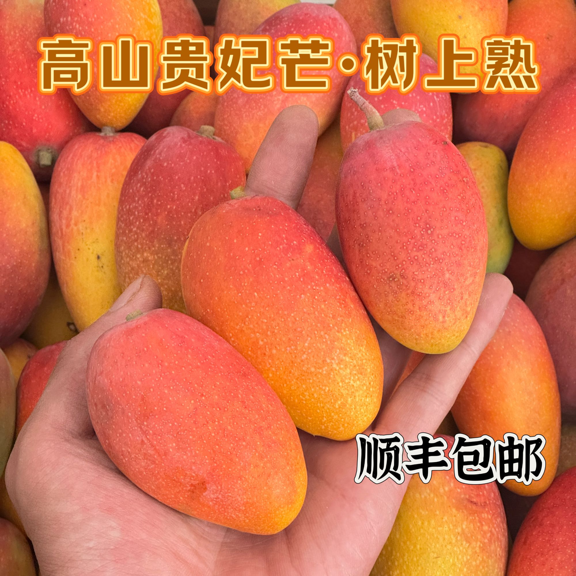 【顺丰包邮收到即食】正宗丽江华坪贵妃芒3/5斤装包邮水果芒果
