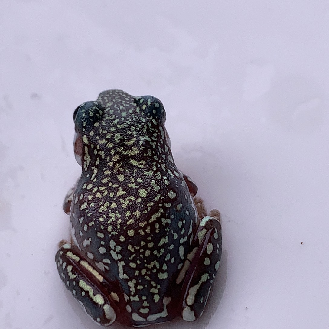 老爷树蛙3号超蓝顶顶呱金暴