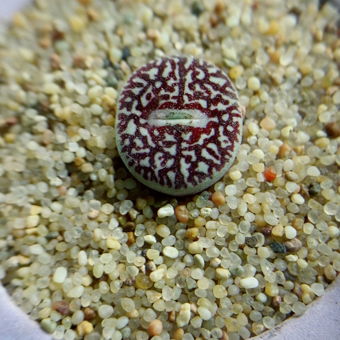 生石花花花花花花花花415