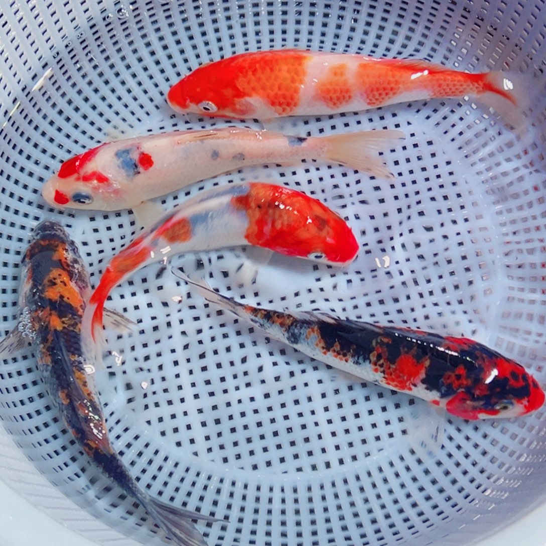 锦鲤锦鲤观赏鱼1111