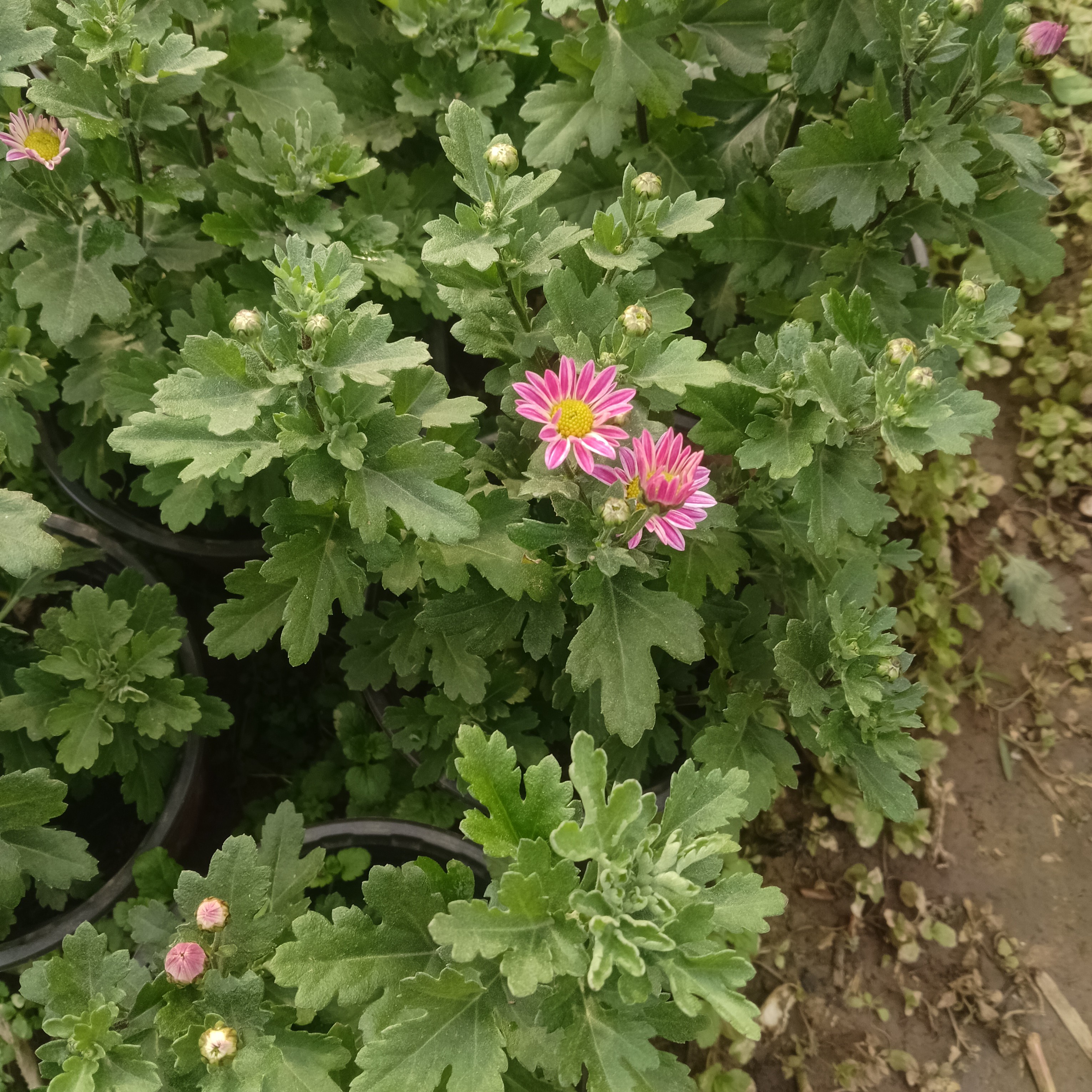 切花菊     盲盒   盆栽  150规格（花期已过，慎拍）