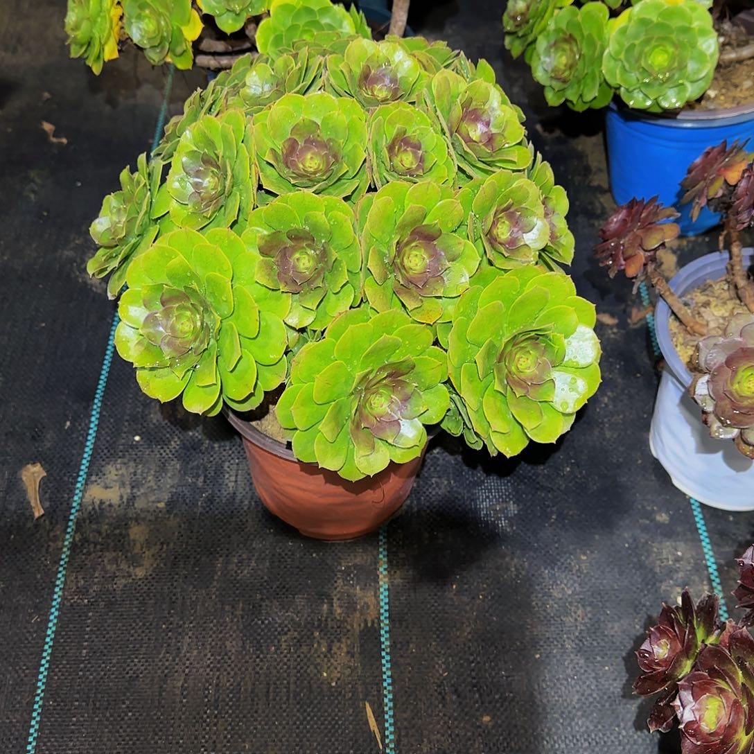 多肉植物红心万圣节老庄