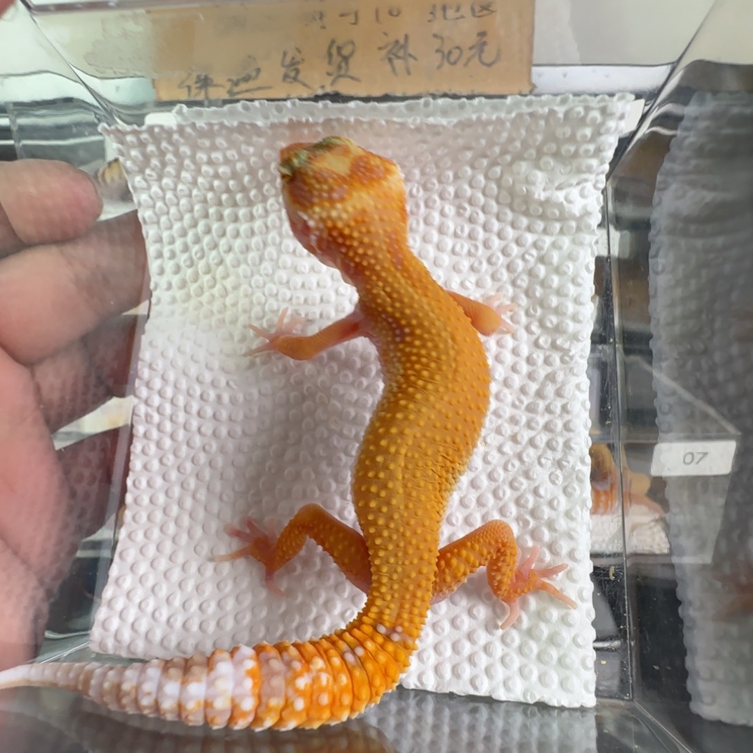 豹纹守宫无纹暴龙弟弟