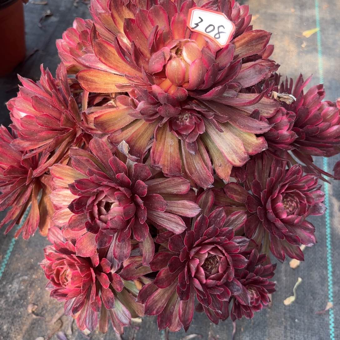 无花朵308紫牡丹多肉植物绿植