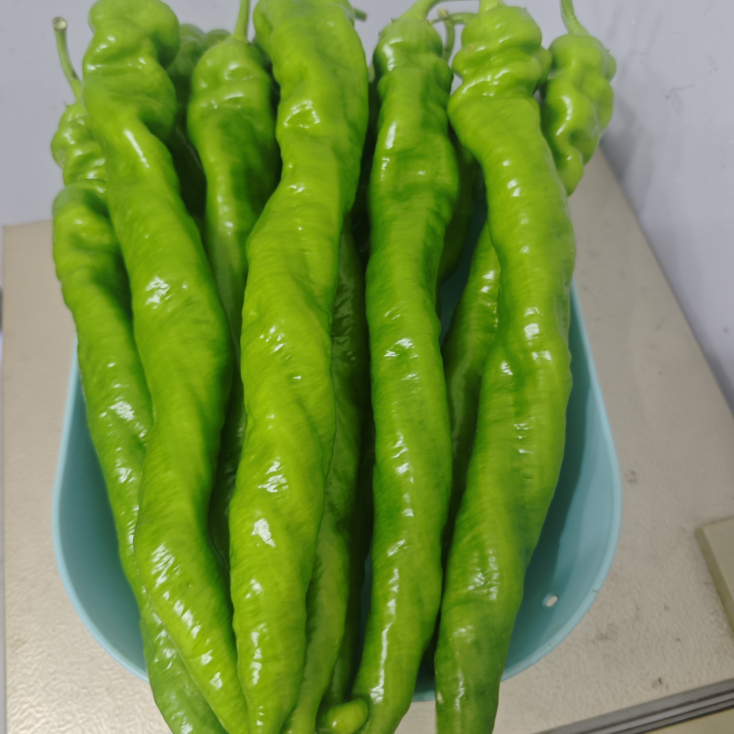 精选螺丝椒特级 福建漳州原产地新鲜螺丝椒皮薄肉厚现摘现发