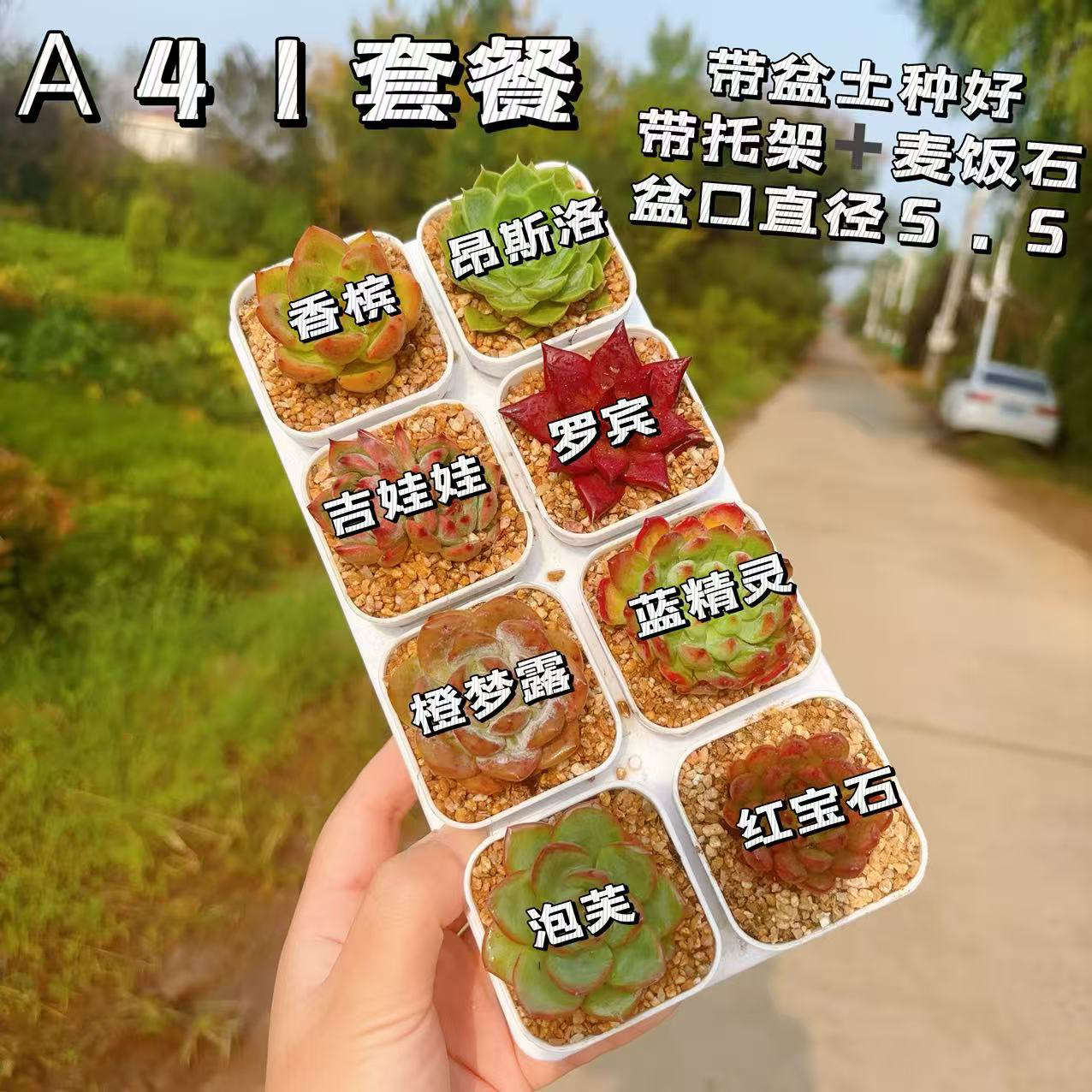 【Ａ41套餐】多肉植物组合8颗组合套餐不同品种状态多肉