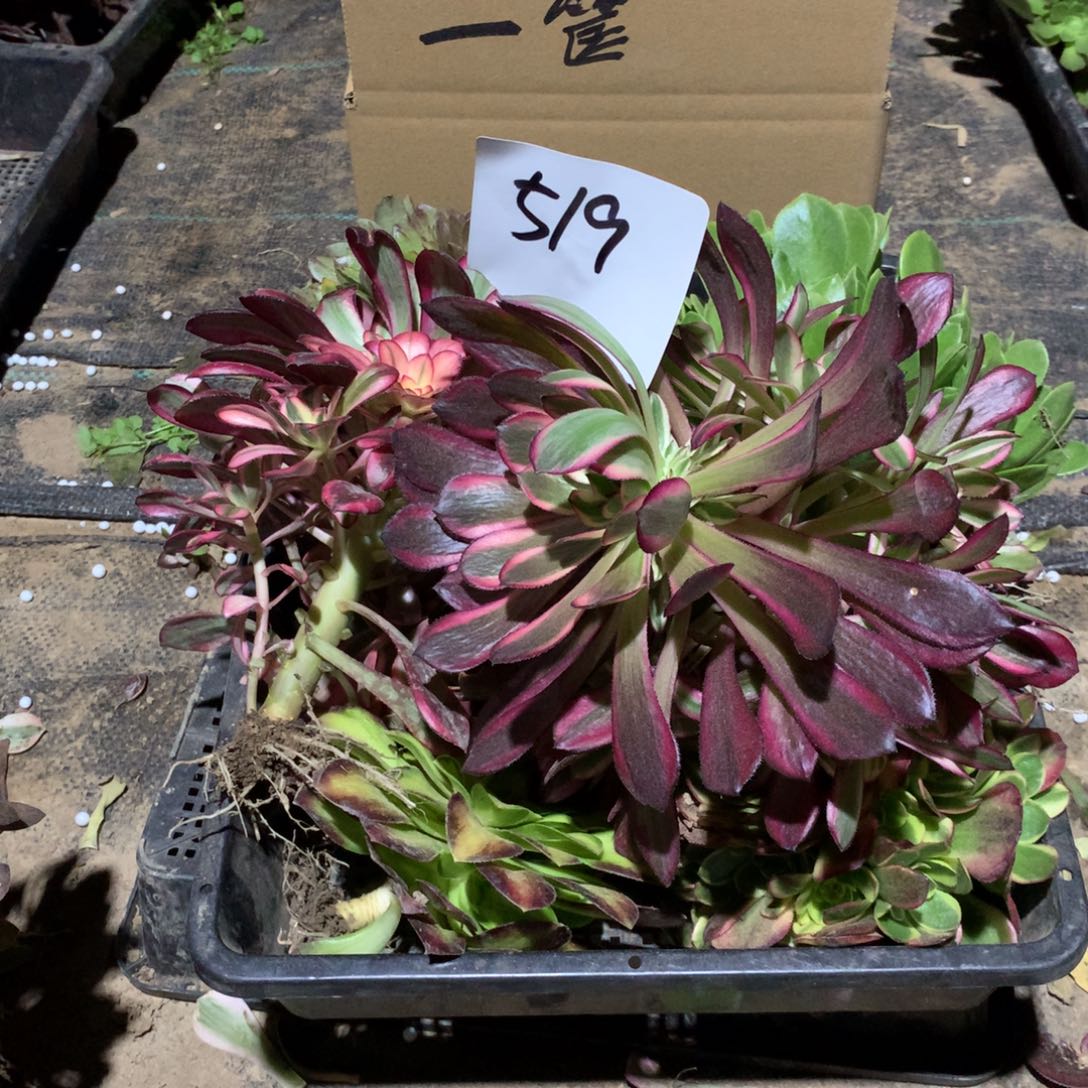 519多肉植物盆栽花卉