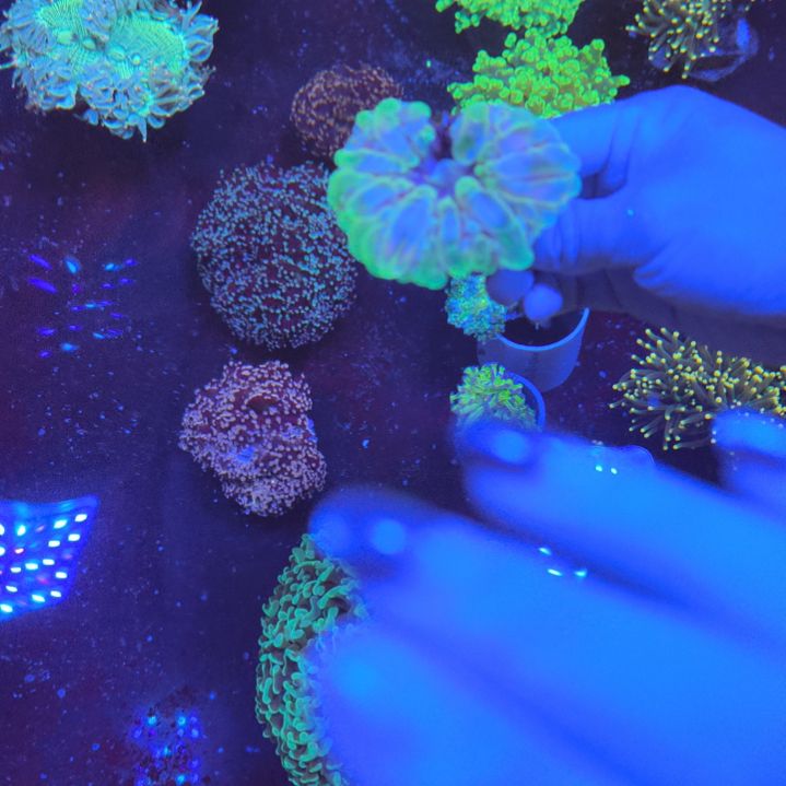 沙巴绿水晶脑一物一拍