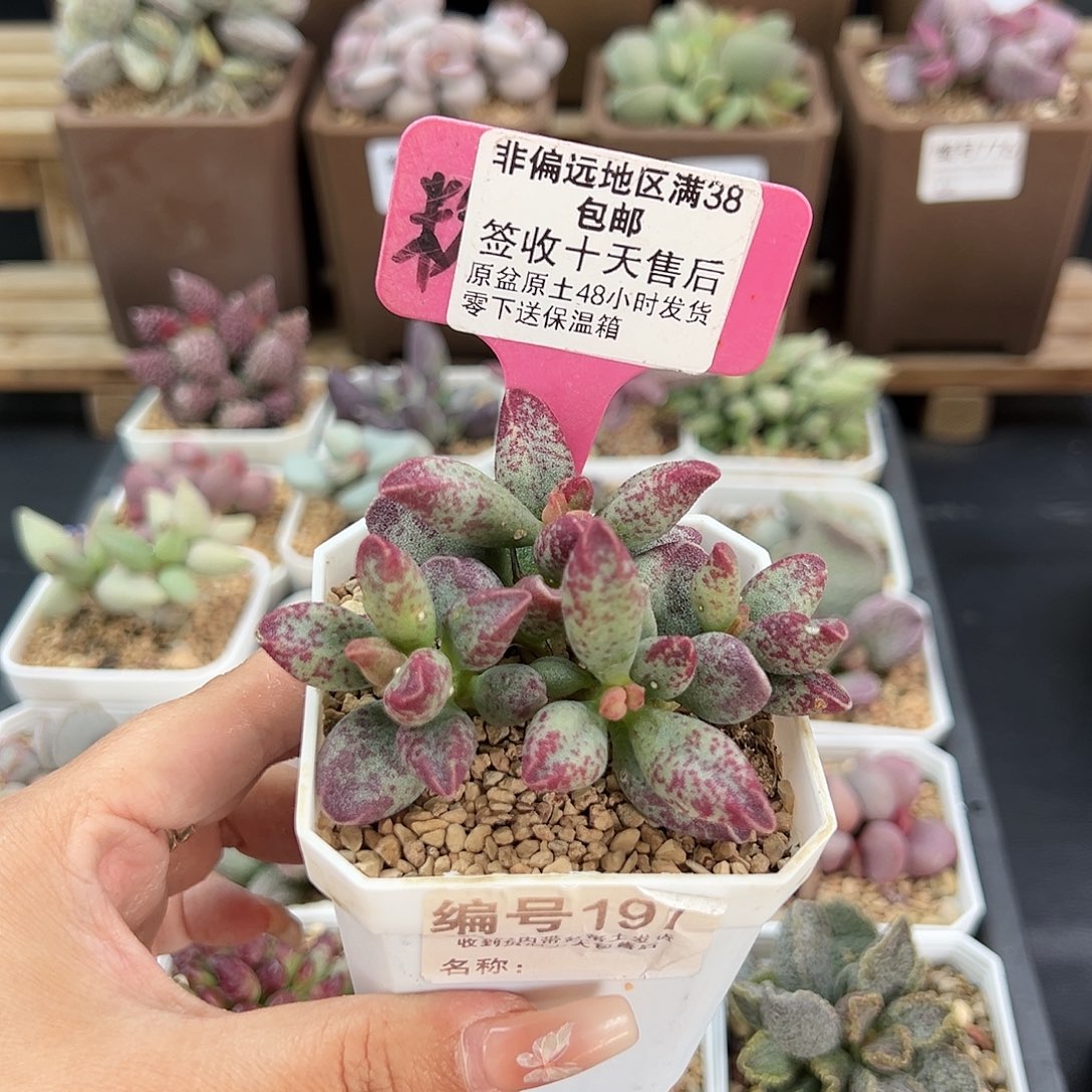 言*儿197艾薇多肉植物