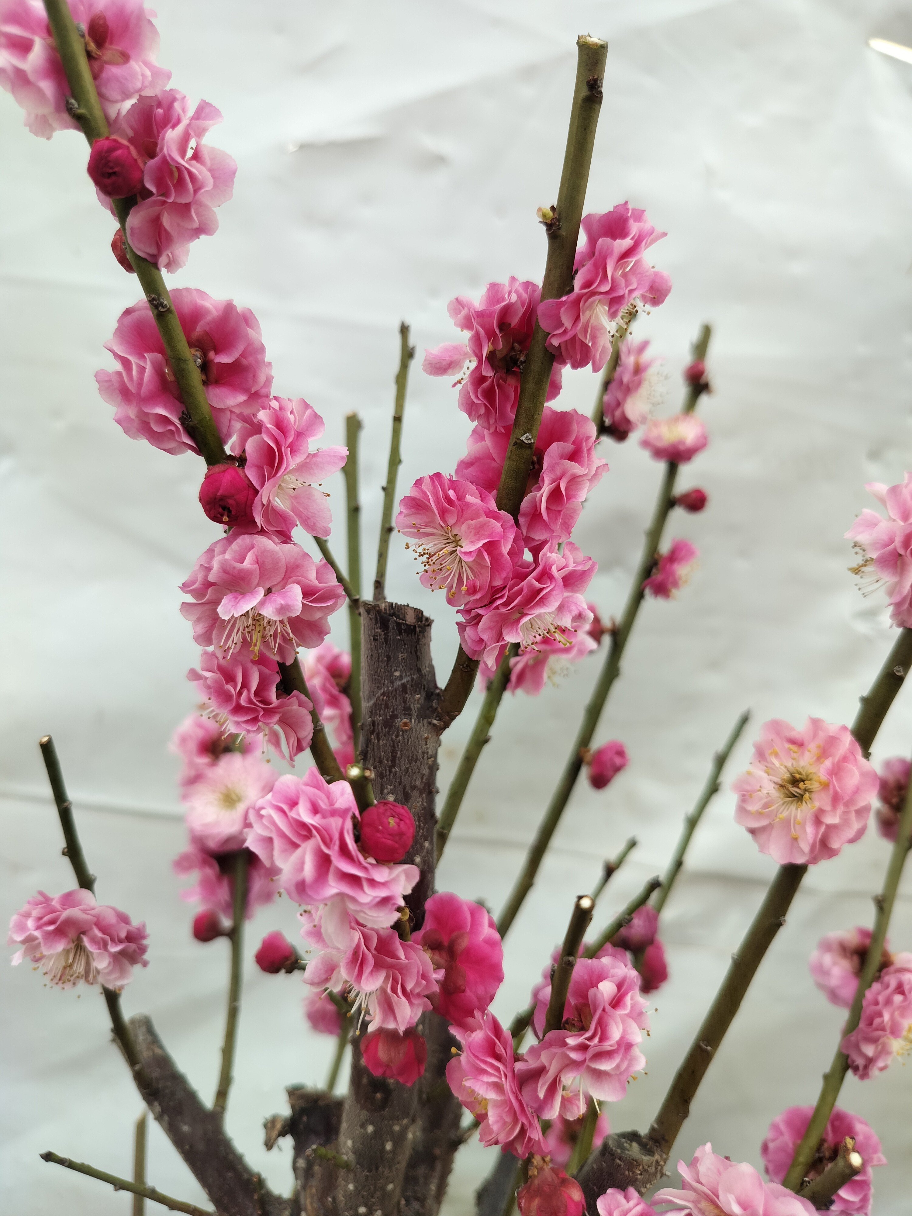 原生银边台阁朱砂梅 珍稀品种花色独特银边点缀