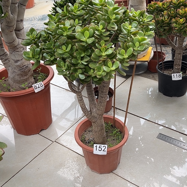 姬红花月独杆老桩