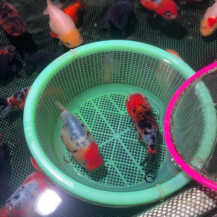 金鱼69米任选2条