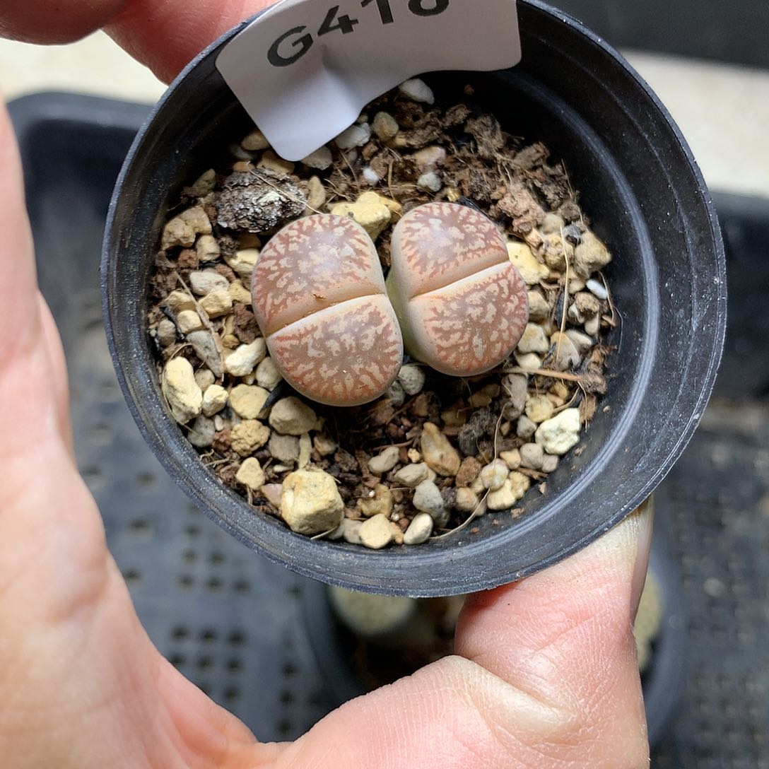 G416多肉植物保护研究所