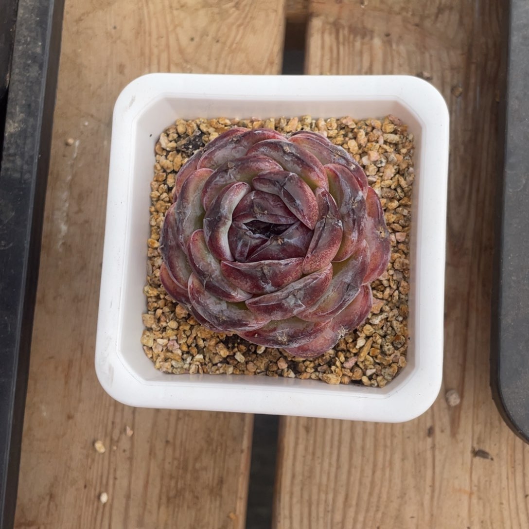 黑橙单头一个多肉