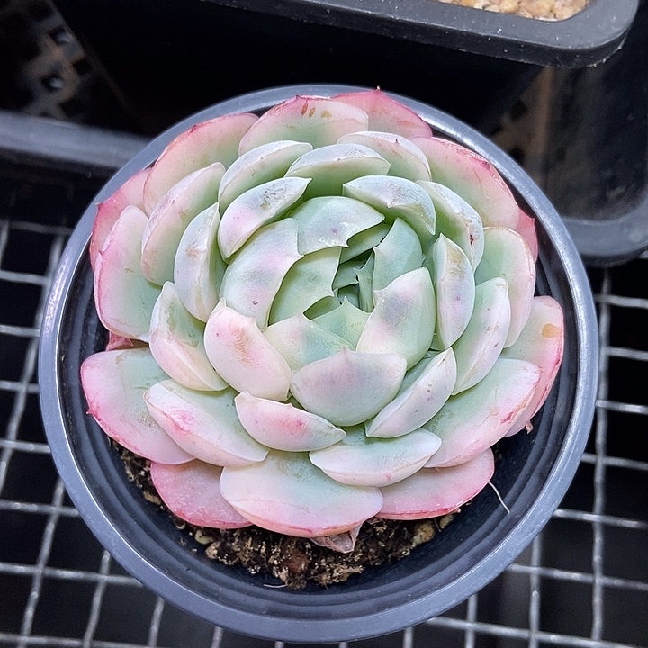 贝瑞锦多肉植物的