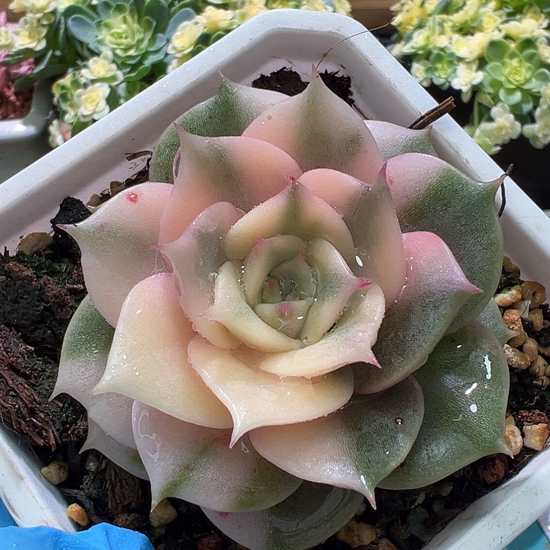 贝加尔湖锦，覆轮锦