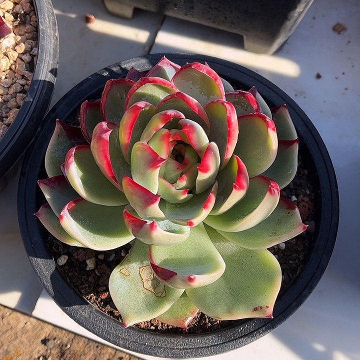 惊鸿仙子一物一拍，12厘米左右