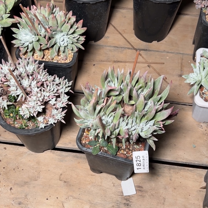 牛*1825哈哈哈哈哈哈多肉