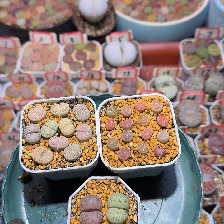 小***-生石花3:：：：。  56号