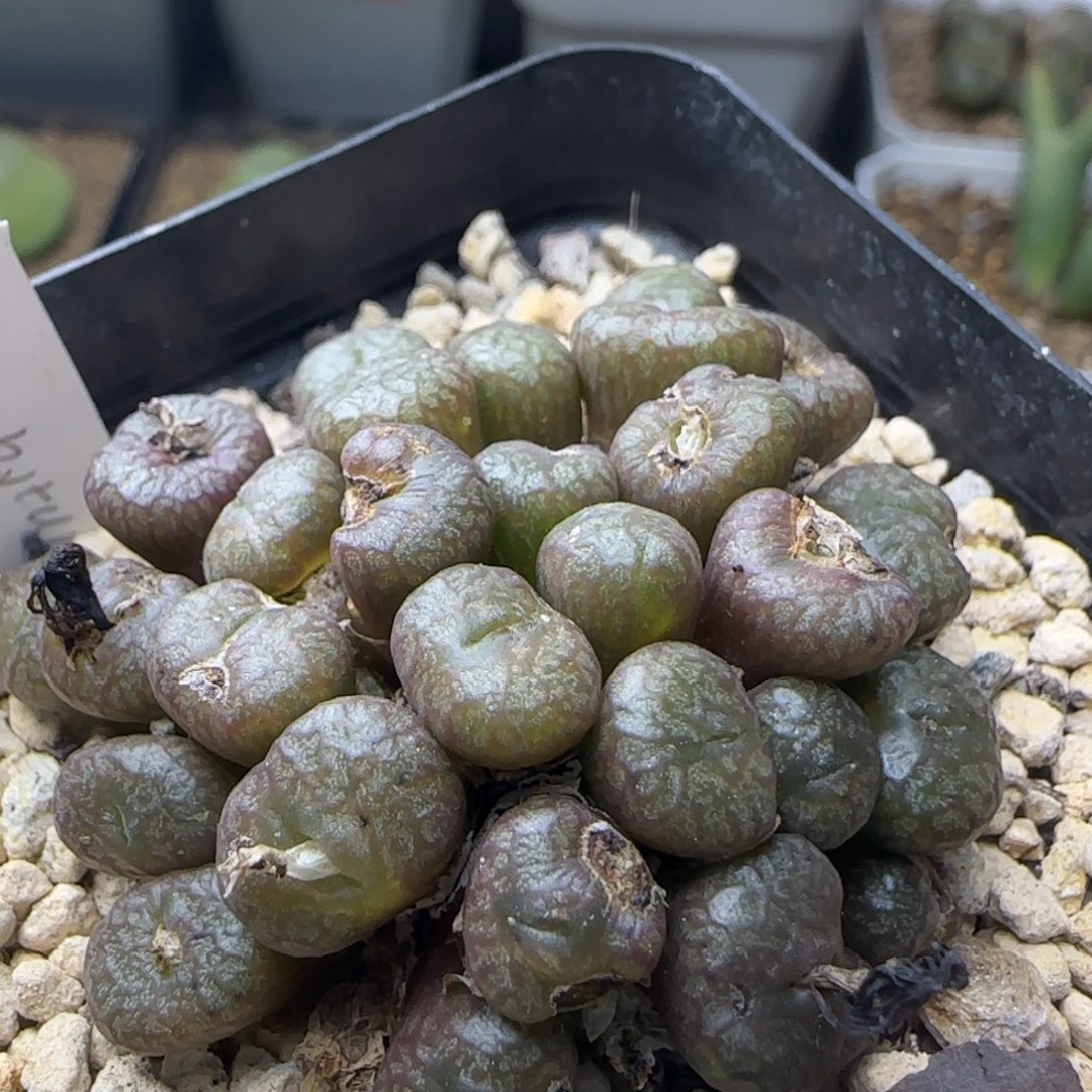 y640b多肉植物896