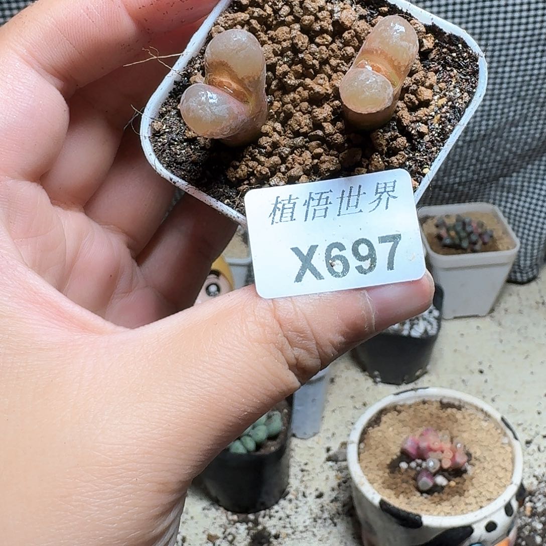 697号的W哇多肉植物b