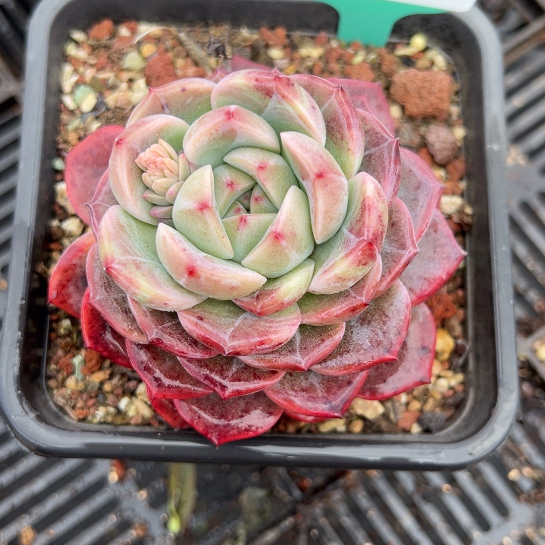 从前慢多肉精选编号0210.115