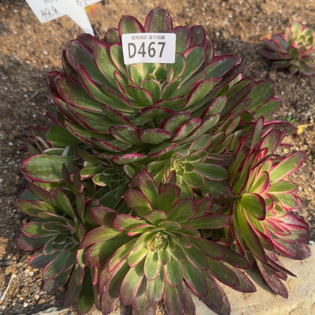 467瑶光多肉植物