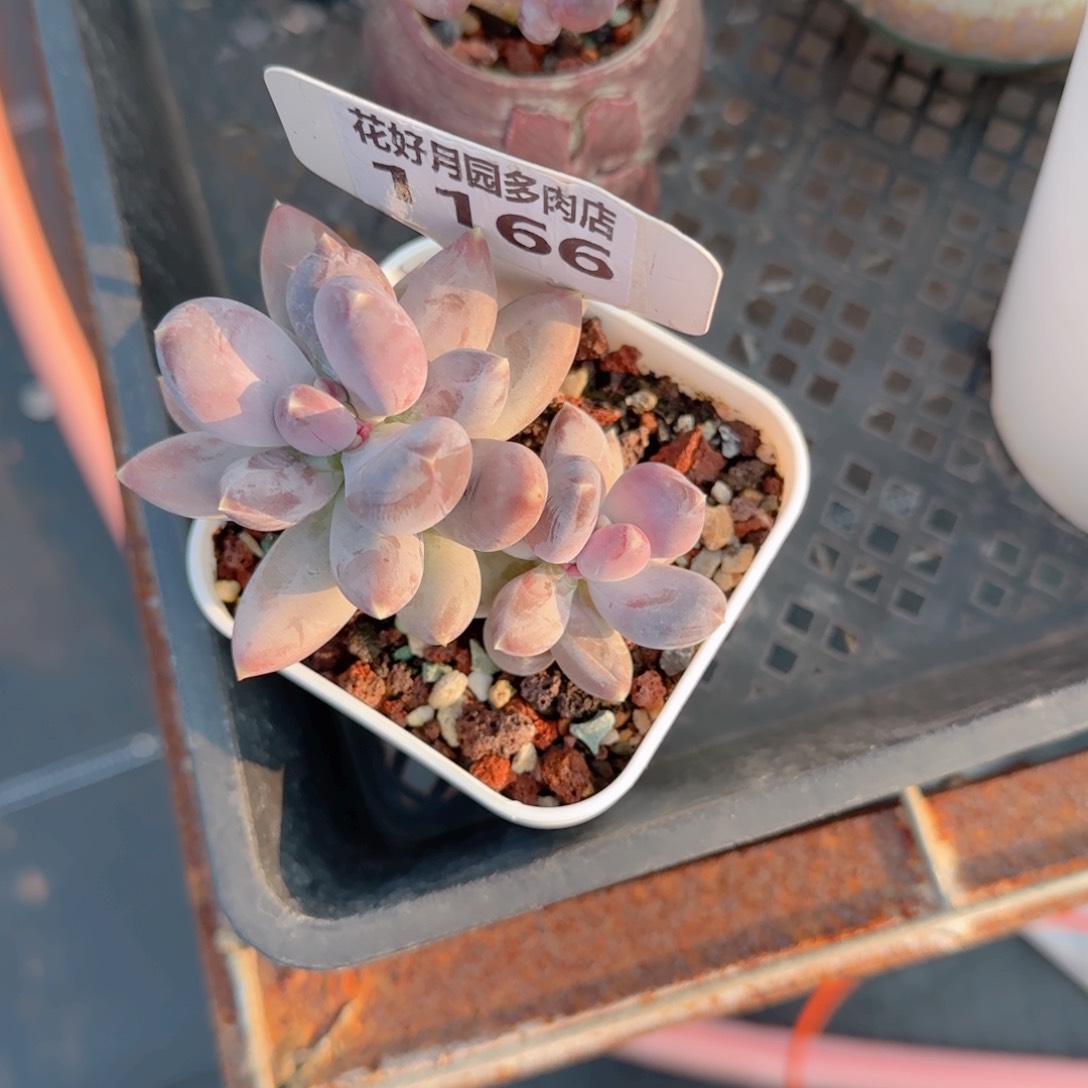 多肉植物1166…………..
