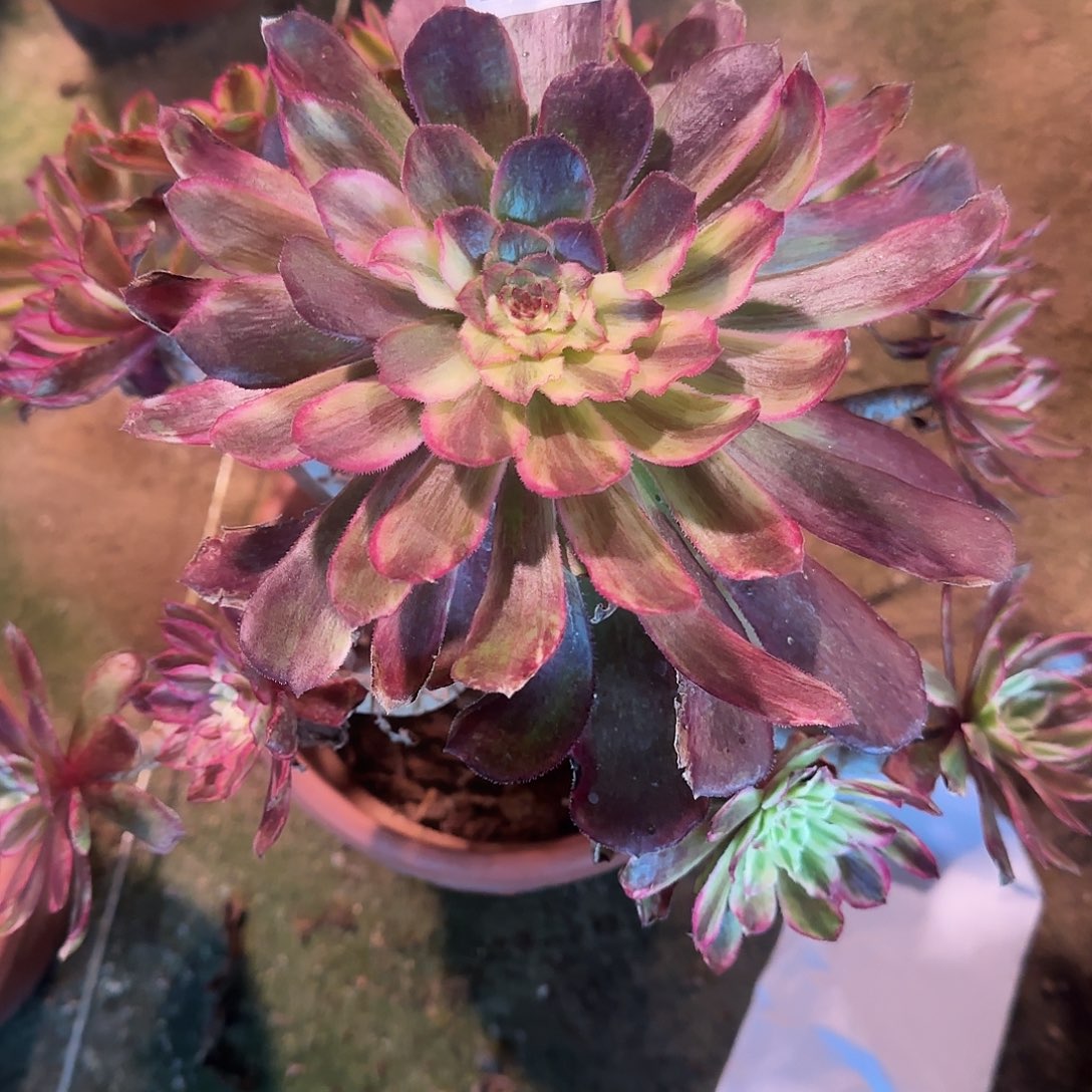 凉***墨多肉植物琉璃花脸220