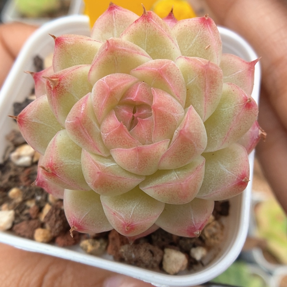 粉透麦秆可拍240号。  