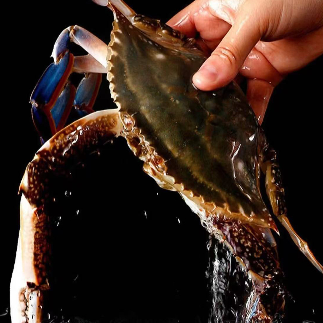 鲜活梭子蟹一斤约500g【保鲜不保活】带绳子称（源头拿货绳子较重，介意勿拍 ）3-5两左右一个约2-3只