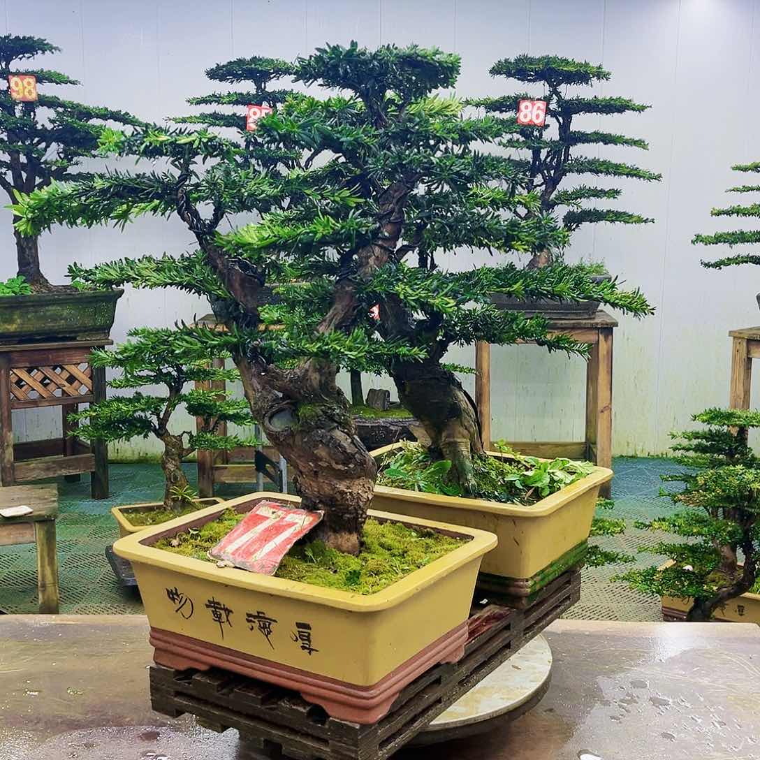完全开放罗汉松盆景艺术