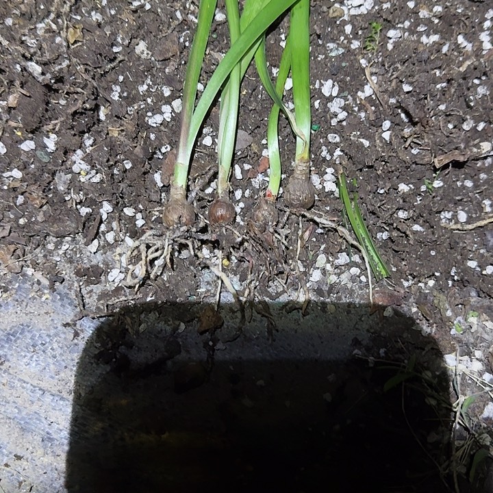 百***顺冰肌柔骨朱顶红一组  