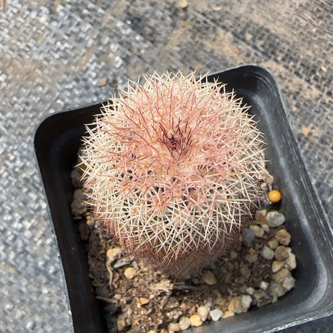 东***马042实生皇冠虾多肉3.2