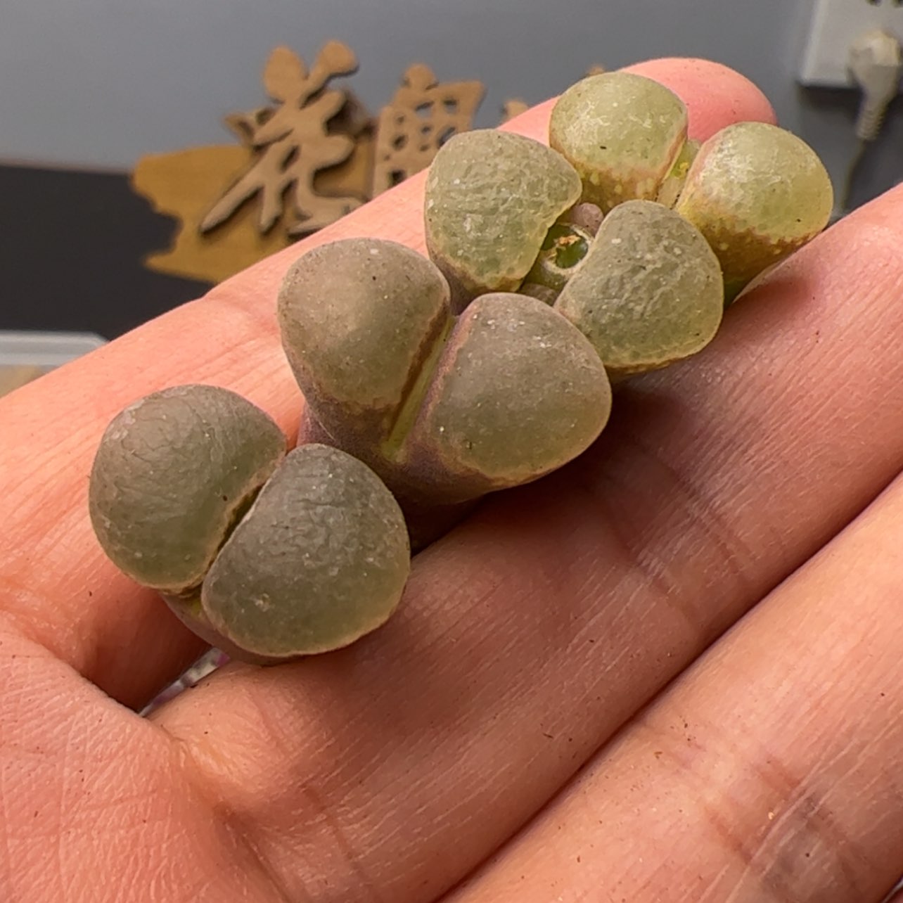 【闪购商品】00000012泡泡风铃