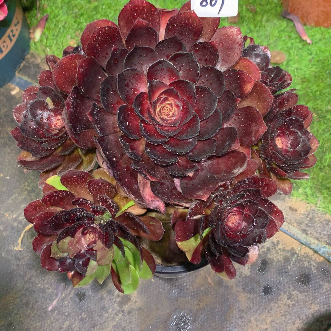 869花花公子精品法师多肉