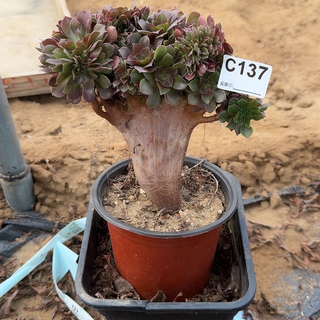 137火玫瑰一颗满28包邮