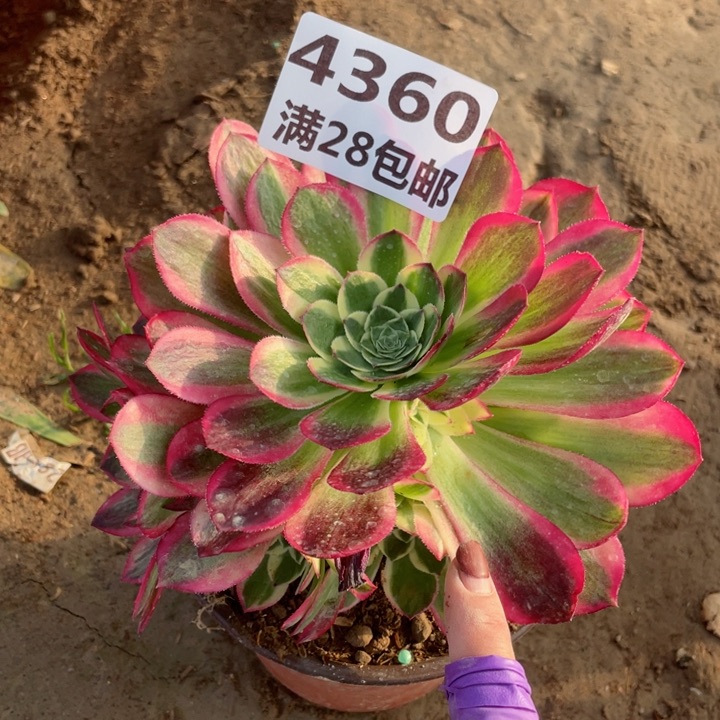 4360二号棚多肉植物E