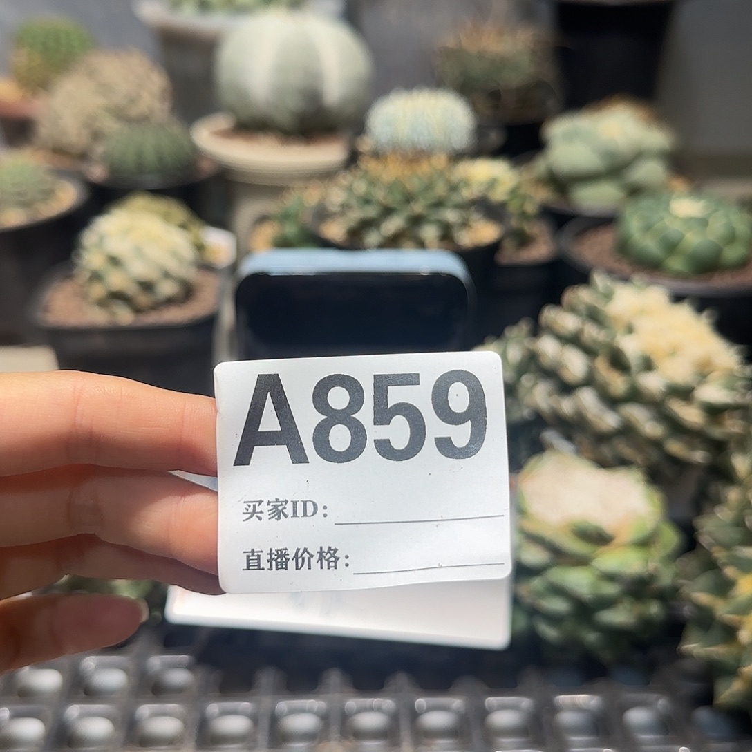 哇***塞实生仙人球特价一颗