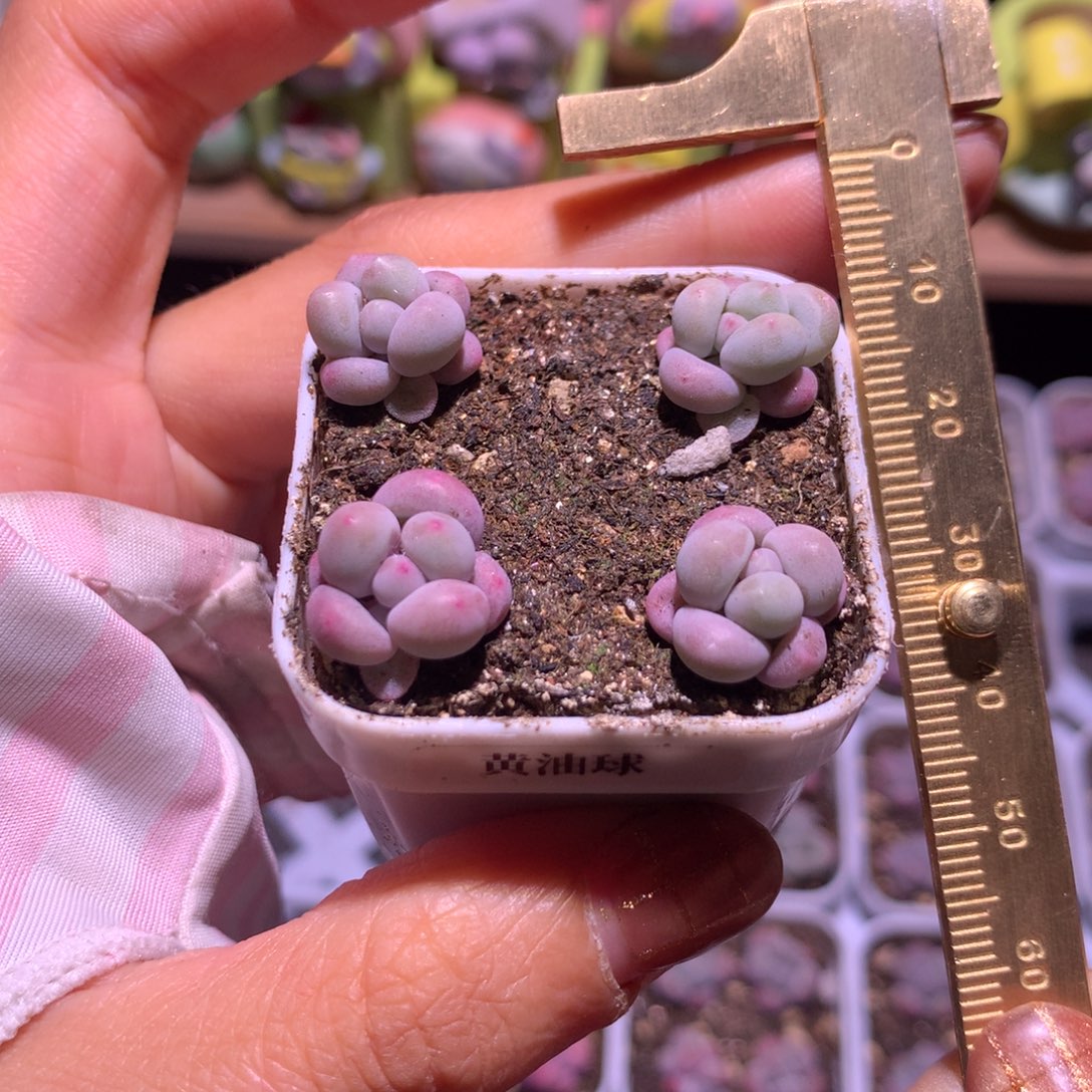 黄油球嚯哈哈哈哈哈