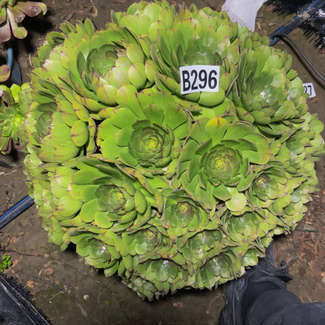 万拉丝14///////7包邮