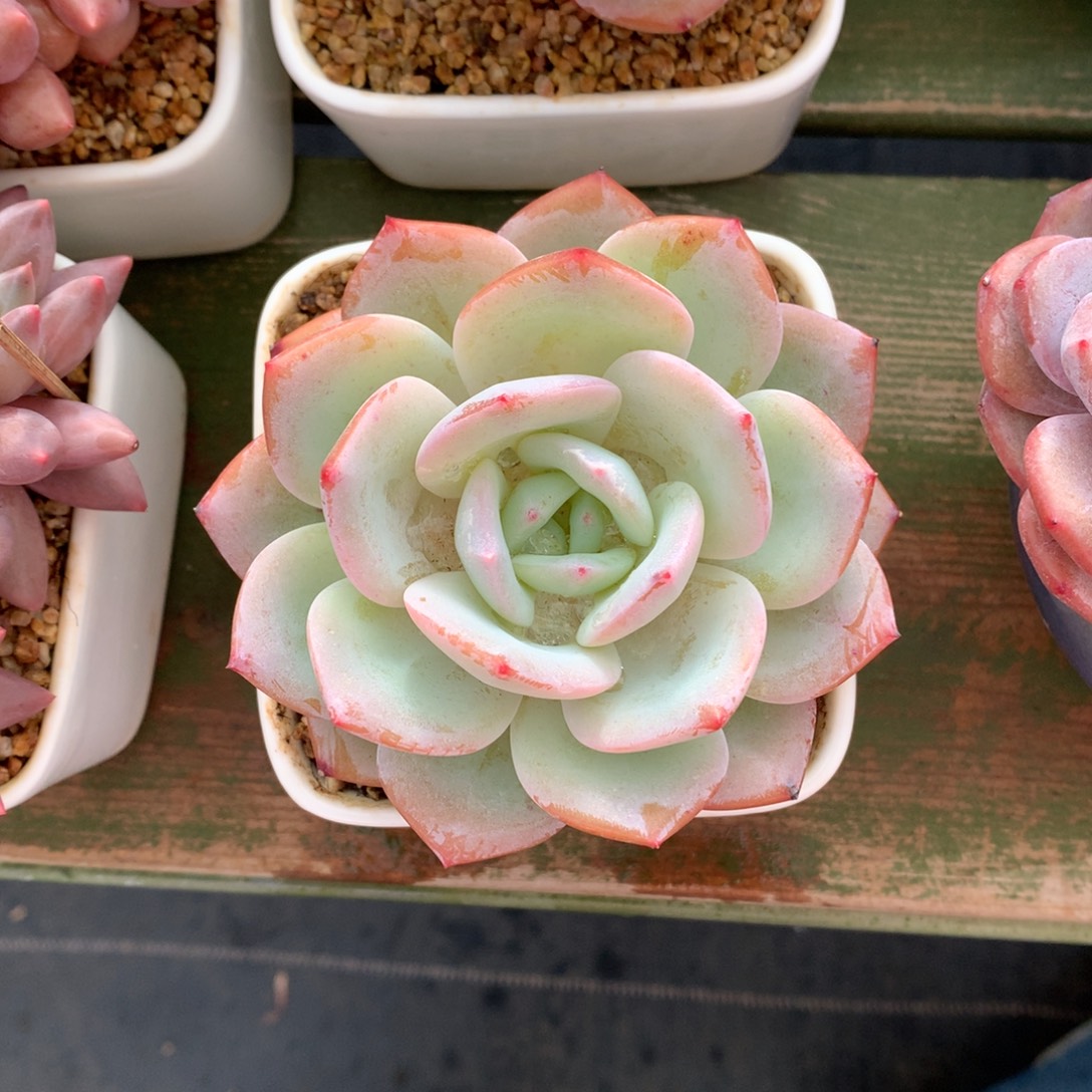 小凤橙 单头 一颗 