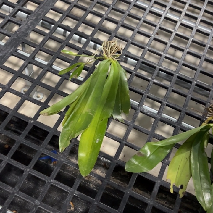 萱***宝不开花植物菜干红路德十板