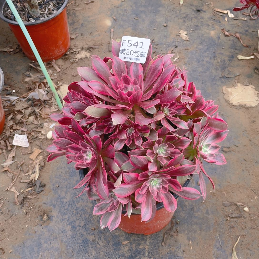 541粉女巫拉丝多肉小损不包