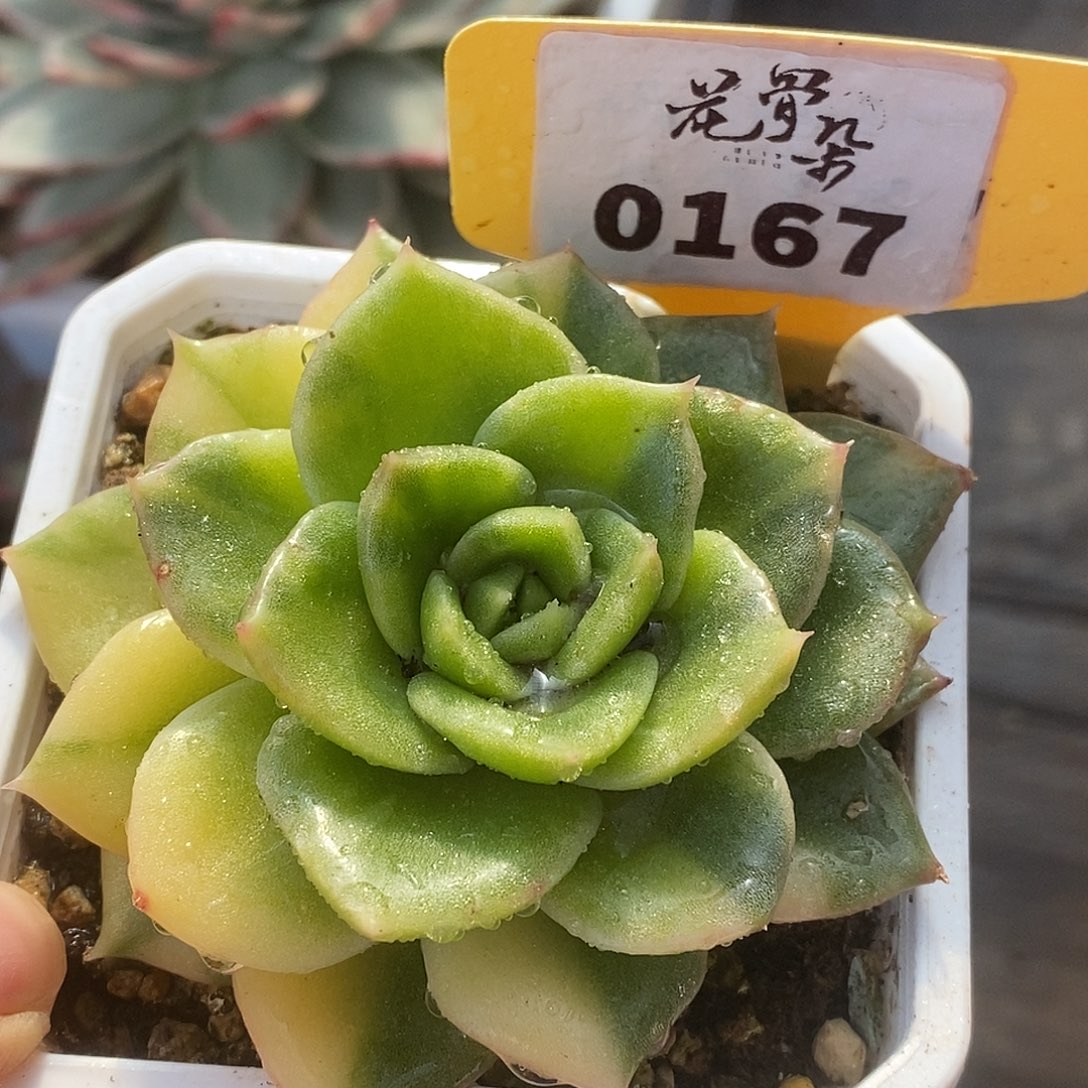 167白玫瑰高高挂起哈