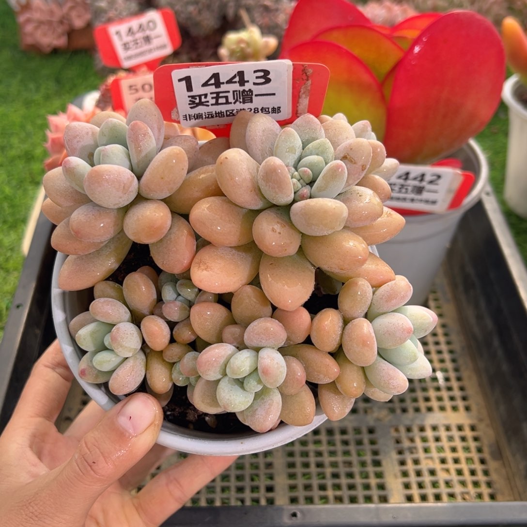 表妹精品多肉1443.