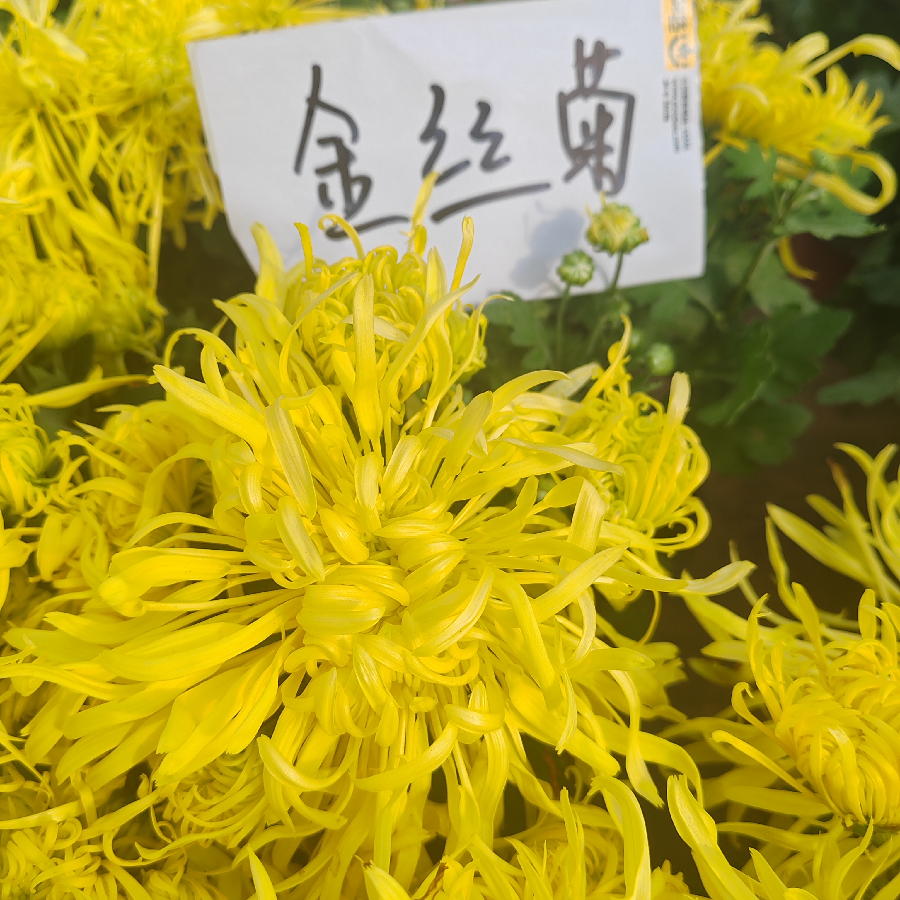 大菊花盆栽多年生植物四季开花适合室内外阳台庭院种植