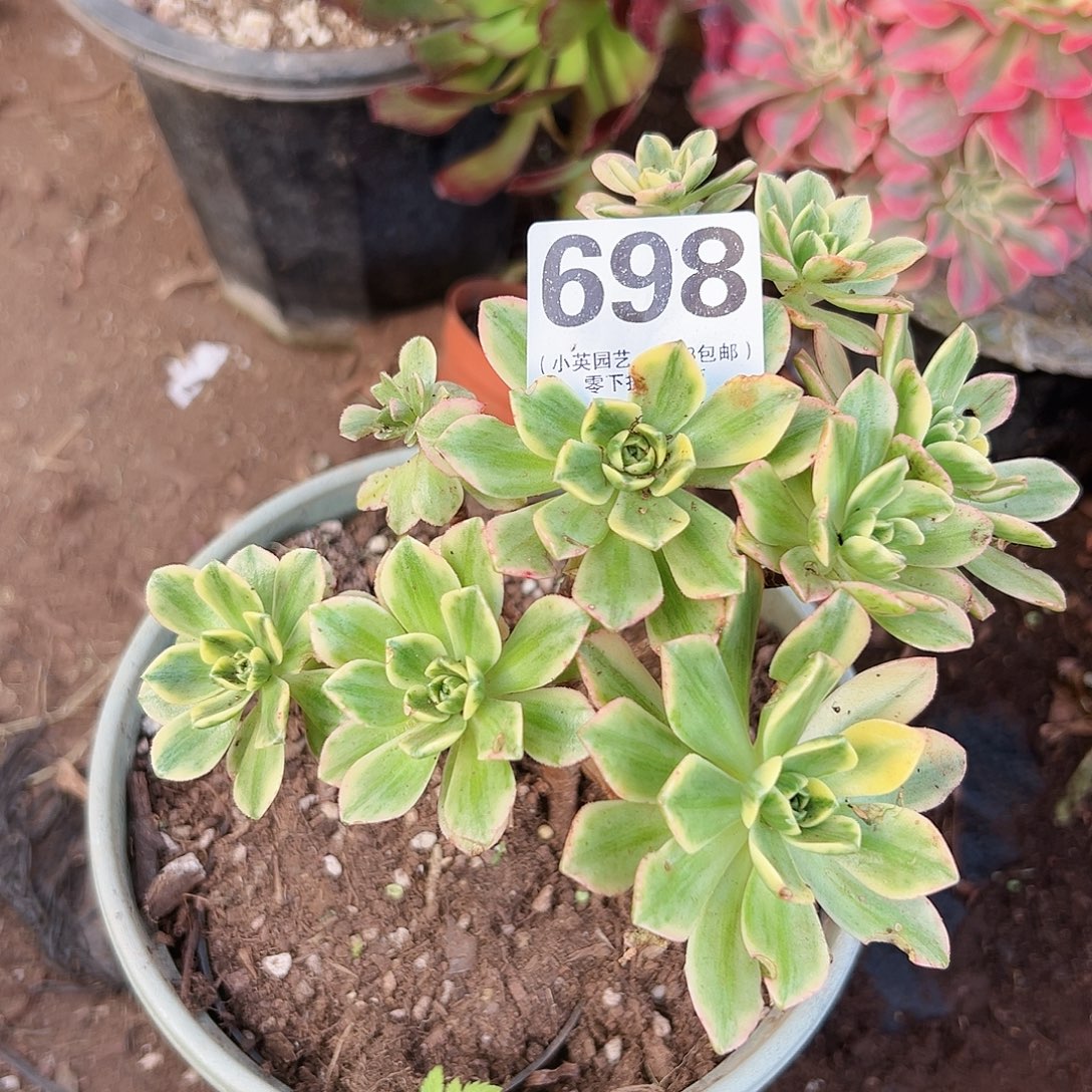 甜茶698多肉植物多肉植物