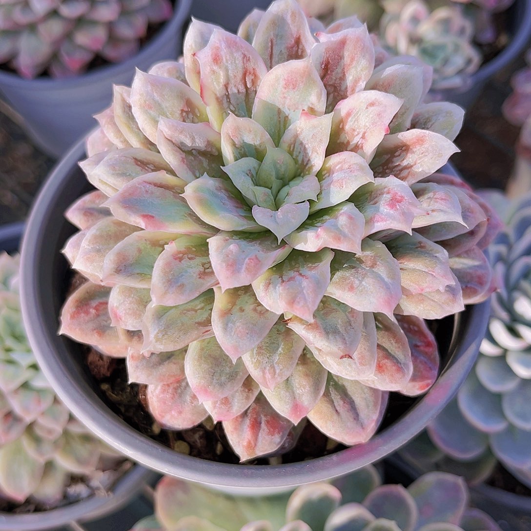 泡泡纱10公分9988888 