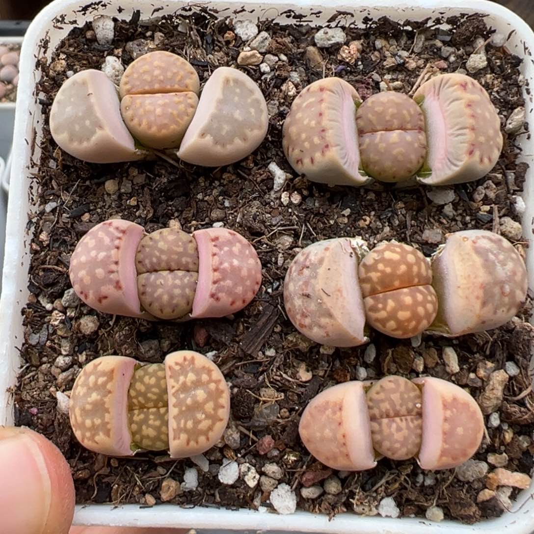 1.13好看的多肉782